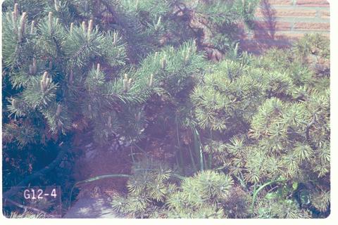 Schizolachnus pineti (Grey pine aphid)