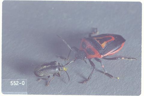 Perillus bioculatus (Two-spotted stink bug)