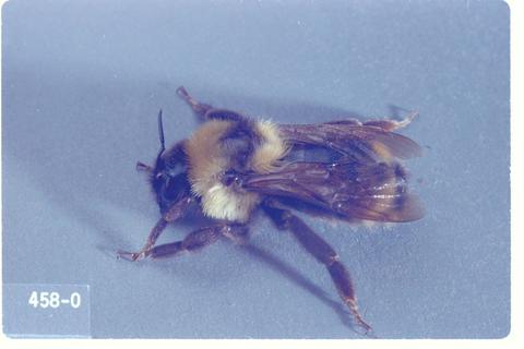 Psithyrus suckleyi (False bumble bee)