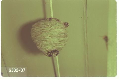 Dolichovespula maculata (Baldfaced hornet)