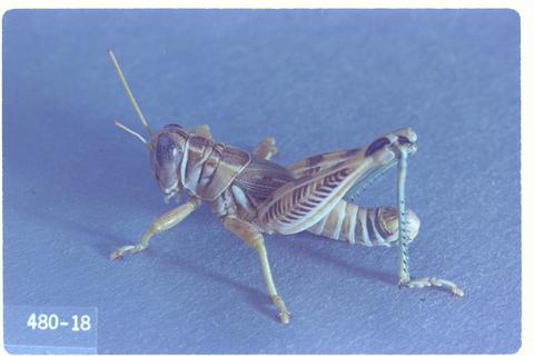 Oedaleonotus enigma (Valley grasshopper)