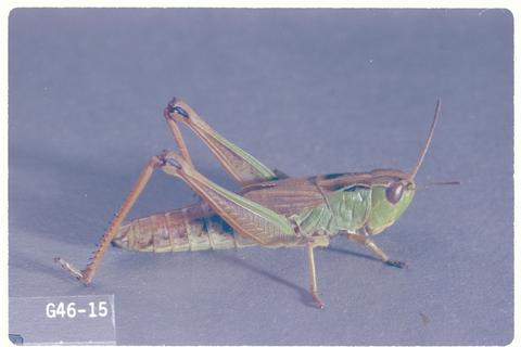 Chorthippus curtipennis (Meadow grasshopper)