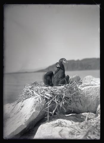 Cormorant nest