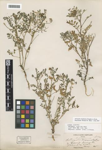 Astragalus craigii M.E. Jones
