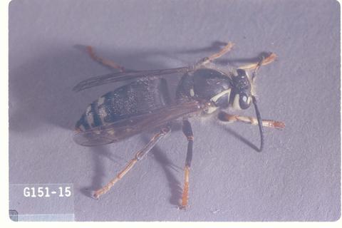 Dolichovespula maculata (Baldfaced hornet)