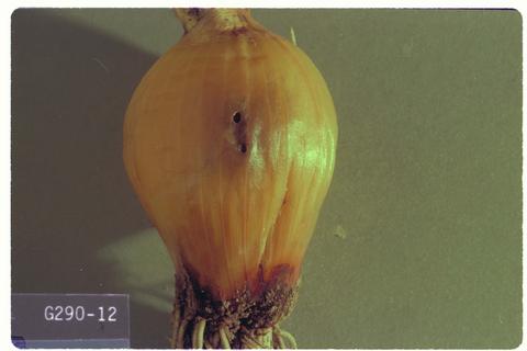 Delia antiqua (Onion maggot)