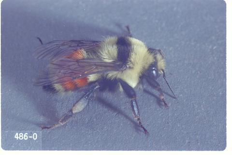 Bombus huntii (Hunt's bumble bee)