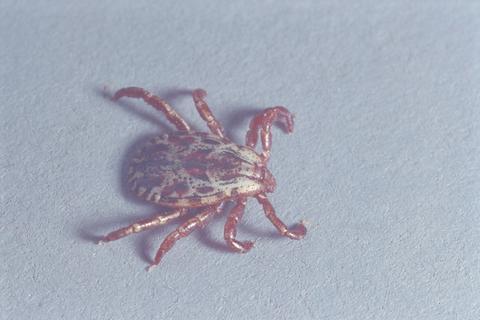 Dermacentor andersoni (Rocky Mountain wood tick)
