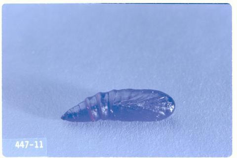 Zotheca tranquilla (Cutworm)
