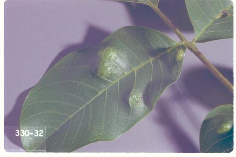Eriophyes erinea (Walnut blister mite)