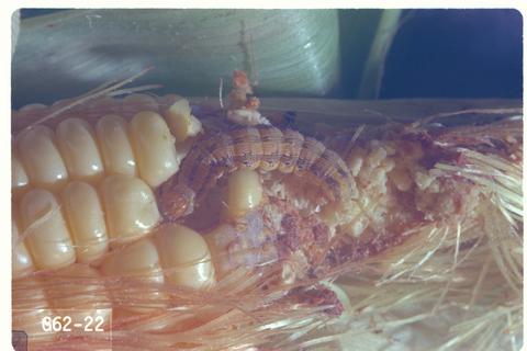 Helicoverpa zea (Corn earworm)