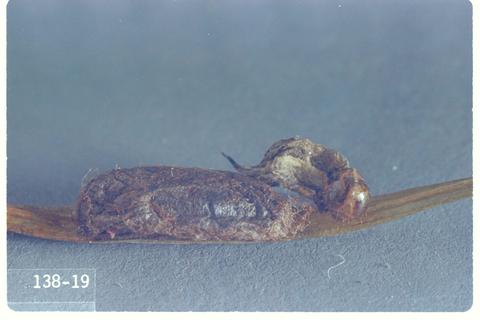 Ischnus inquisitorius atricollaris (Ichneumon wasp)