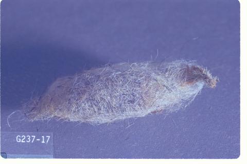 Orgyia pseudotsugata (Douglas-fir tussock moth)