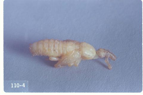 Sphenophorus venatus confluens (Billbug)
