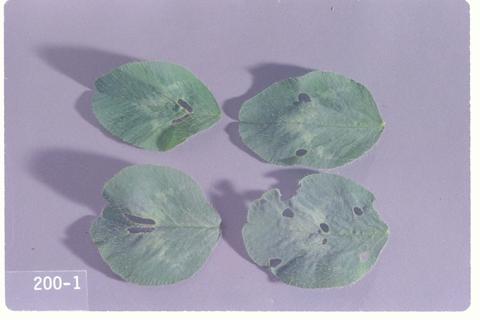 Hypera punctata (Clover leaf weevil)