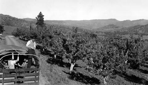 Hillcrest Orchard near Medford, Oregon