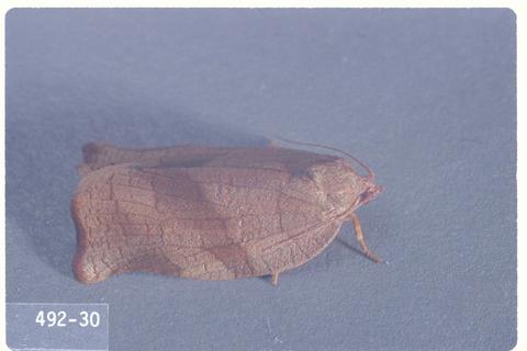 Choristoneura rosaceana (Oblique-banded leafroller)