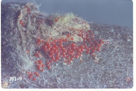Panonychus ulmi (European red mite)