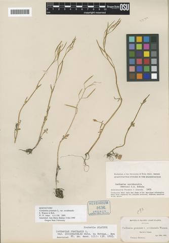 Cardamine pratensis L. var. occidentalis S. Watson in Rob.