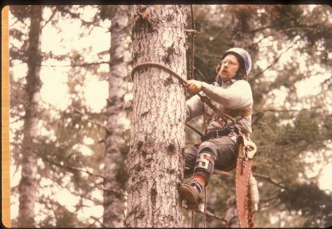 Tree climber with spurs to collect cones