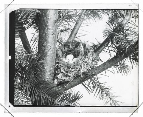 Nest in a fir tree