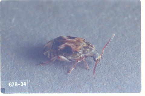 Callosobruchus maculatus (Cowpea weevil)