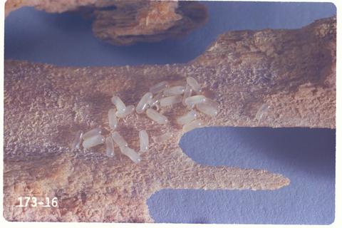 Zootermopsis angusticollis (Pacific dampwood termite)