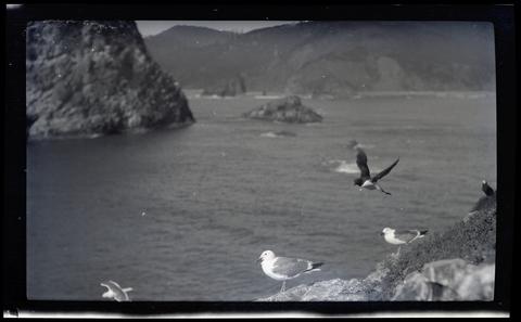Gulls and murres