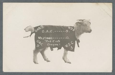 Goat wearing a cape annotated with football game scores and the words "Rub it into Oregon", circa 1910