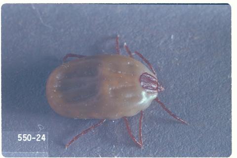 Rhipicephalus sanguineus (Brown dog tick)