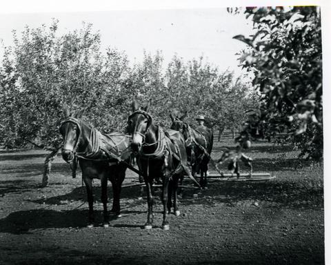 Four-mule team on harrow in an orchard, Hillcrest Orchard, near Medford, Oregon