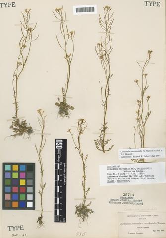 Cardamine pratensis L. var. occidentalis S. Watson ex Rob.