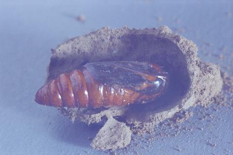 Loxagrotis albicosta (Western bean cutworm)