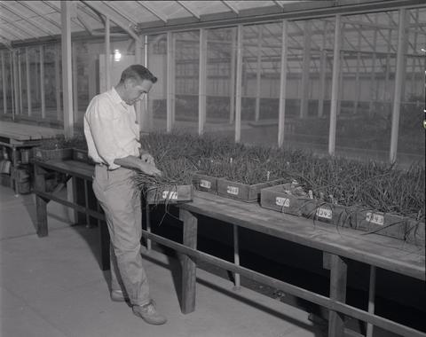 Rod Frakes working in a greenhouse