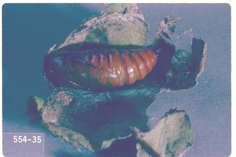Amphipyra pyramidoides (Green fruitworm)