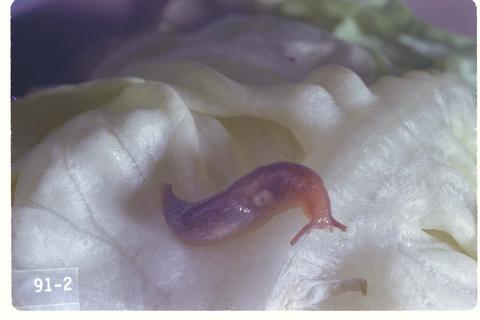Agriolimax reticulatus (Gray garden slug)