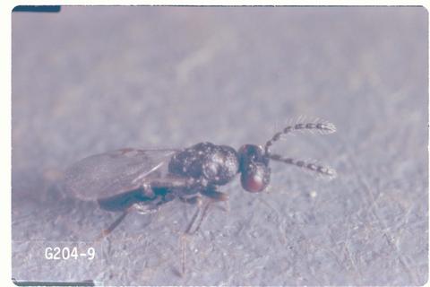Bruchophagus roddi (Alfalfa seed chalcid)