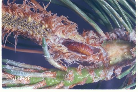 Rhyacionia buoliana (European pine shoot moth)