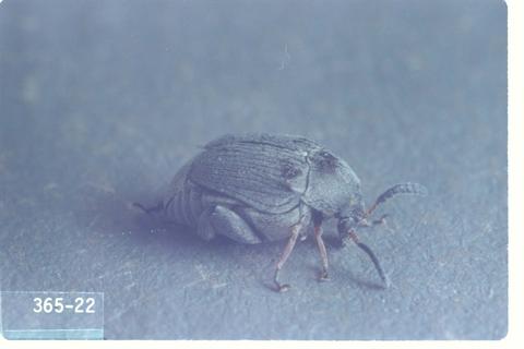 Stator pruininus (Pruinose bean weevil)