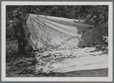Prune harvesting, 1939