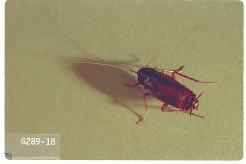 Blatta orientalis (Oriental cockroach)