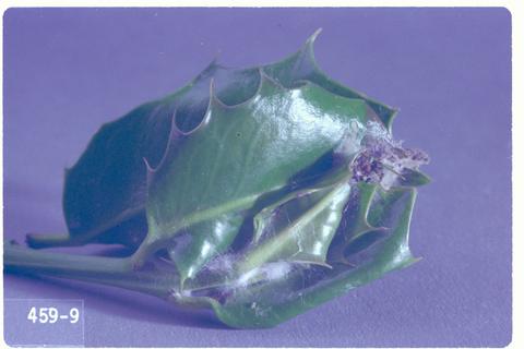 Rhopobota naevana (Holly bud moth)