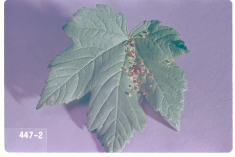 Vasates quadripedes (Maple bladdergall mite)