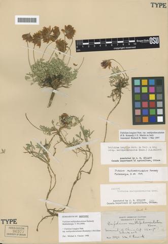 Trifolium multipedunculatum Kennedy