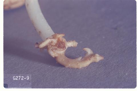 Scutigerella immaculata (Garden symphylan)