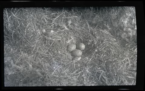 Glaucous gull nest and eggs