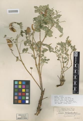 Astragalus vallaris M.E. Jones