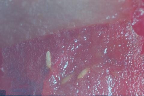 Rhagoletis indifferens (Western cherry fruit fly)