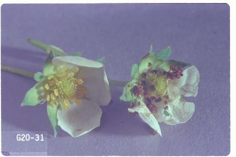 Cnephasia longana (Omnivorous leaftier)