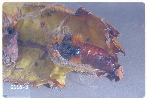 Platyprepia guttata (Tachina fly)